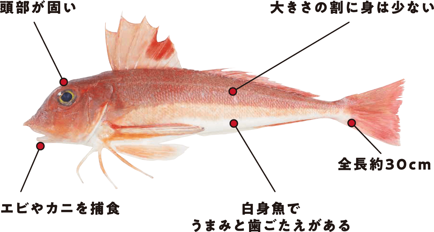 頭部が固く、大きい割に身は少ないが、白身魚で旨味と歯ごたえがある。全長約30cmで、エビやカニを捕食する。